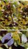 Sweetberry  Anthocyanin